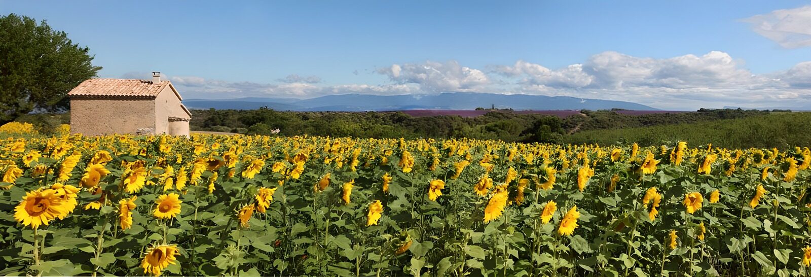 TP37520: Zonnebloemenvelden onder een blauwe lucht
