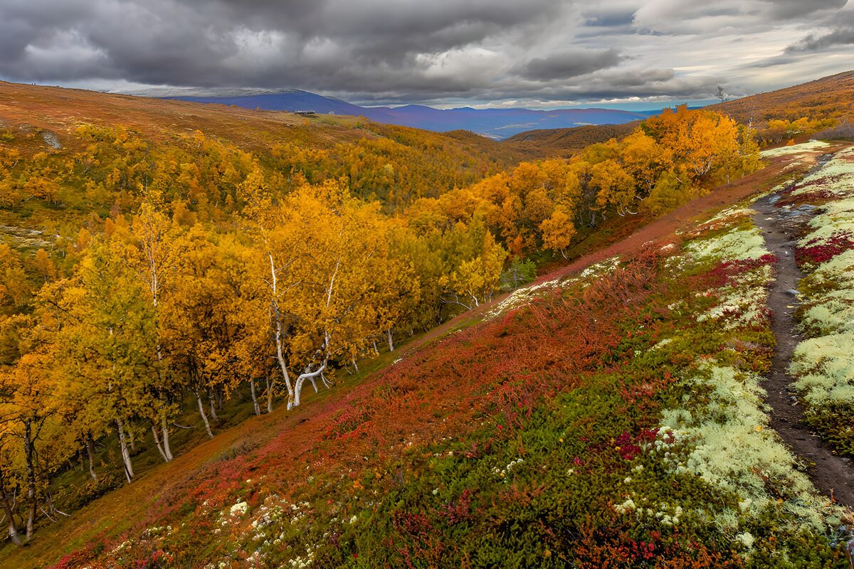 Herfstlandschap met kleurrijke bossen