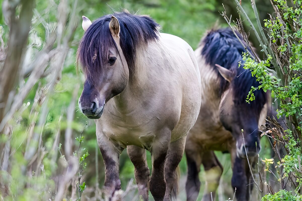 Twee wilde paarden in het bos