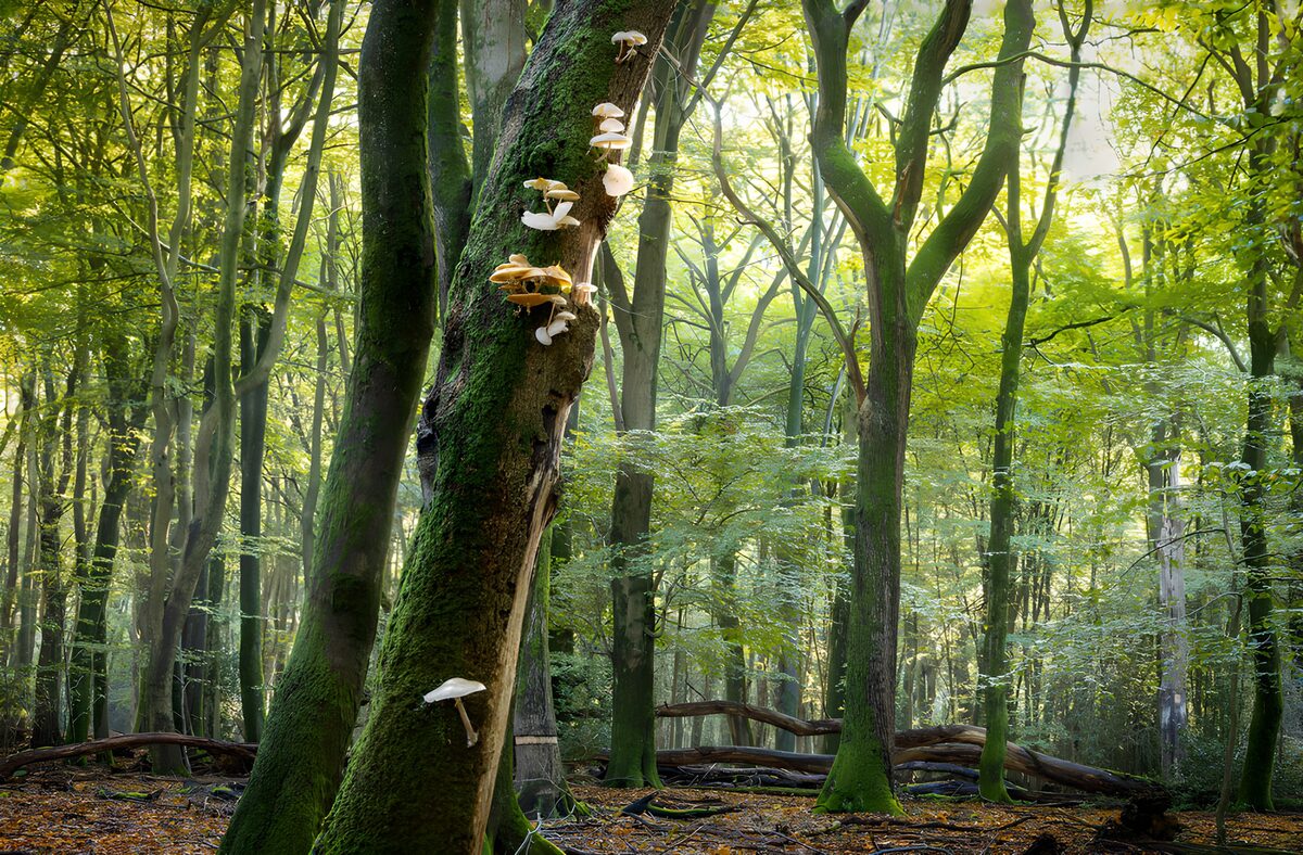 Paddenstoelen in een groene bosomgeving