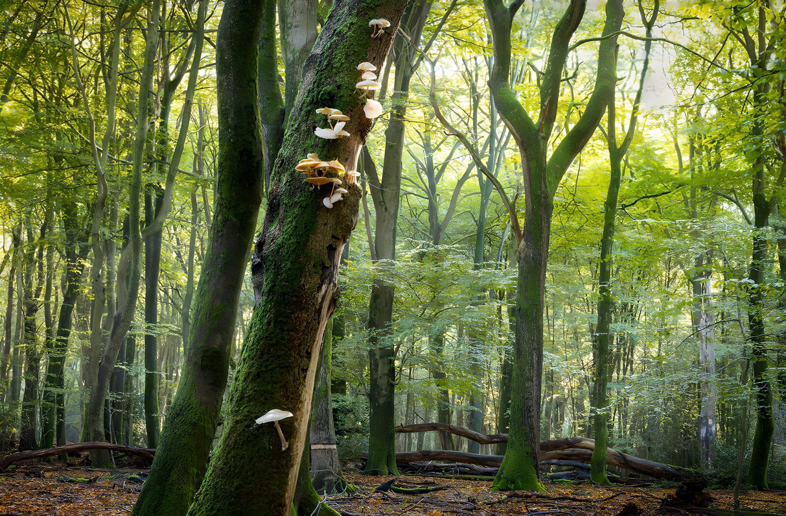 TP69017: Paddenstoelen in een groene bosomgeving