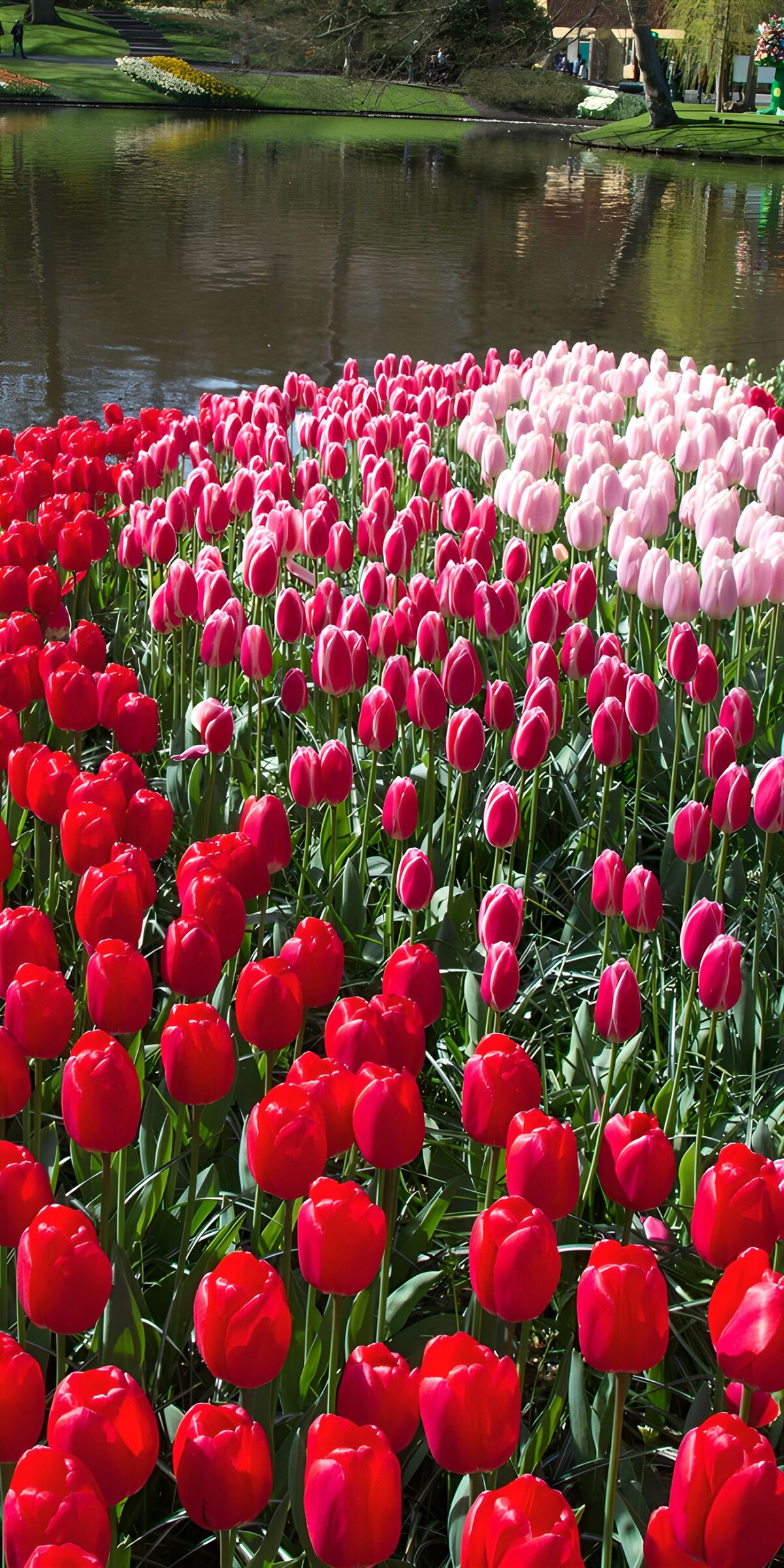 TP57217: Kleurrijke tulpen aan het water