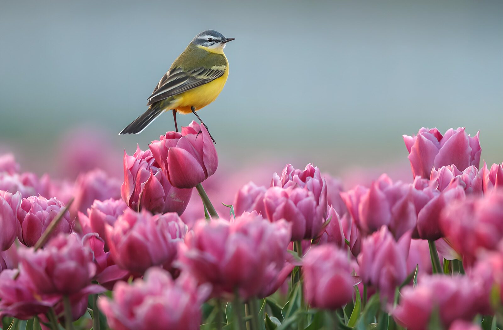 TP86548: Vogel op tulpen in bloei