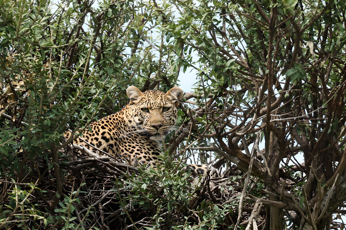 Leopard in de takken