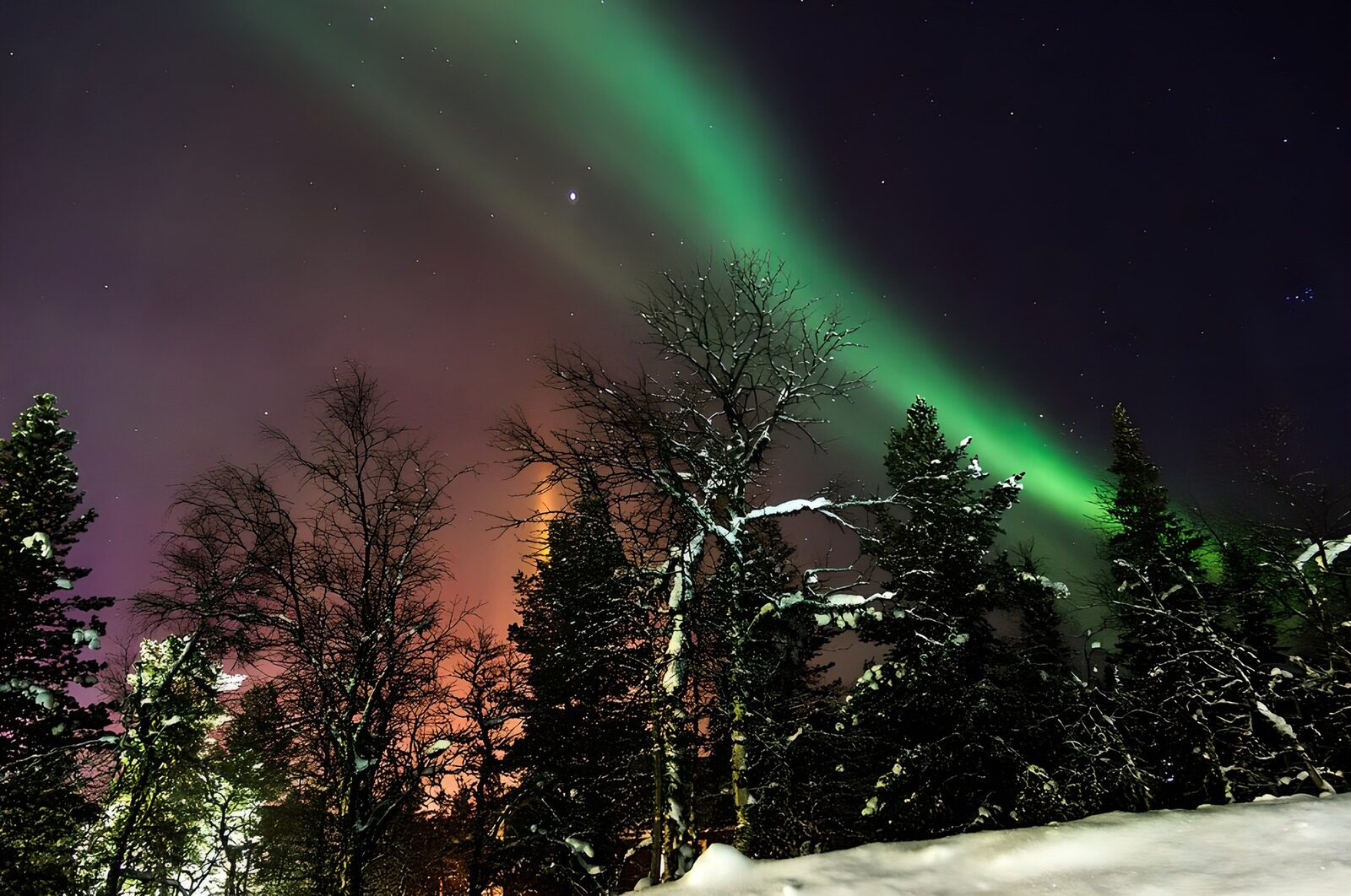 TP94293: Noorderlicht over de kerstbomen
