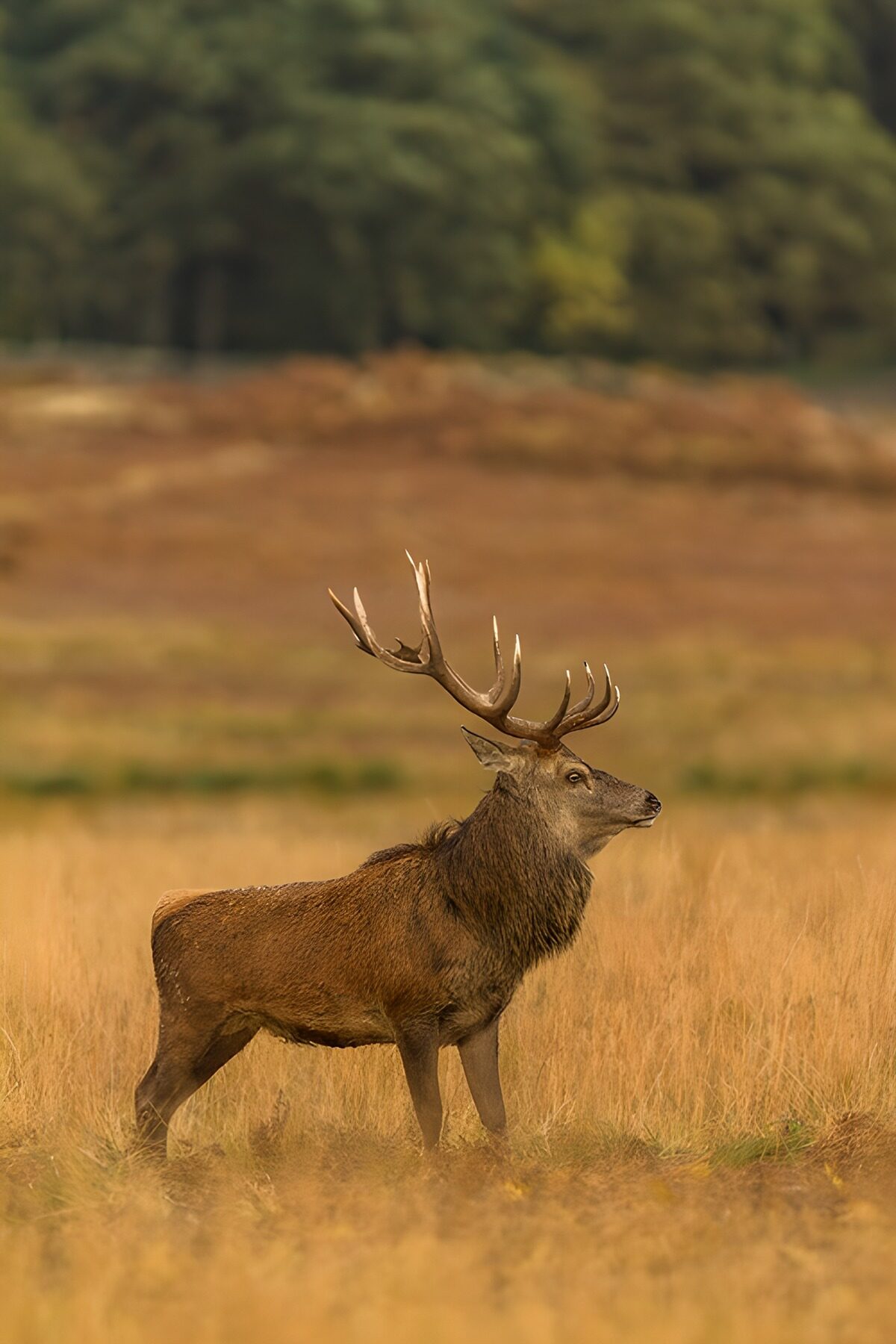 TP82962: Trots hert in de natuur
