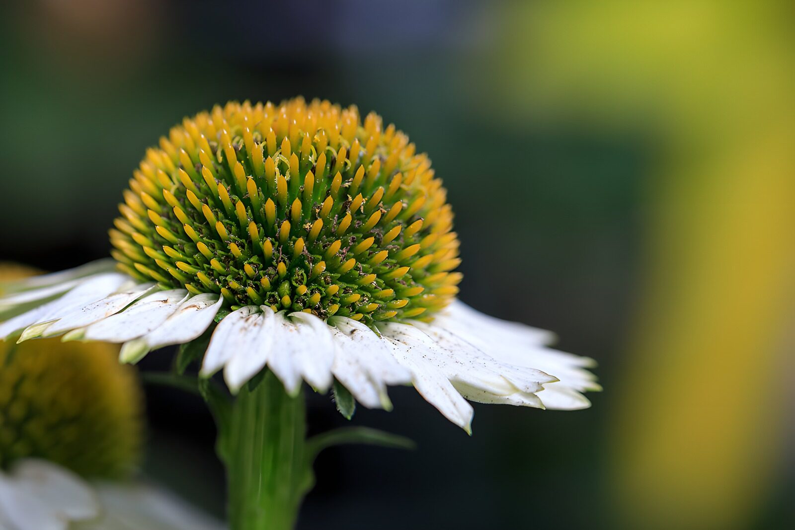 TP43457: Detail van een Echinacea bloem