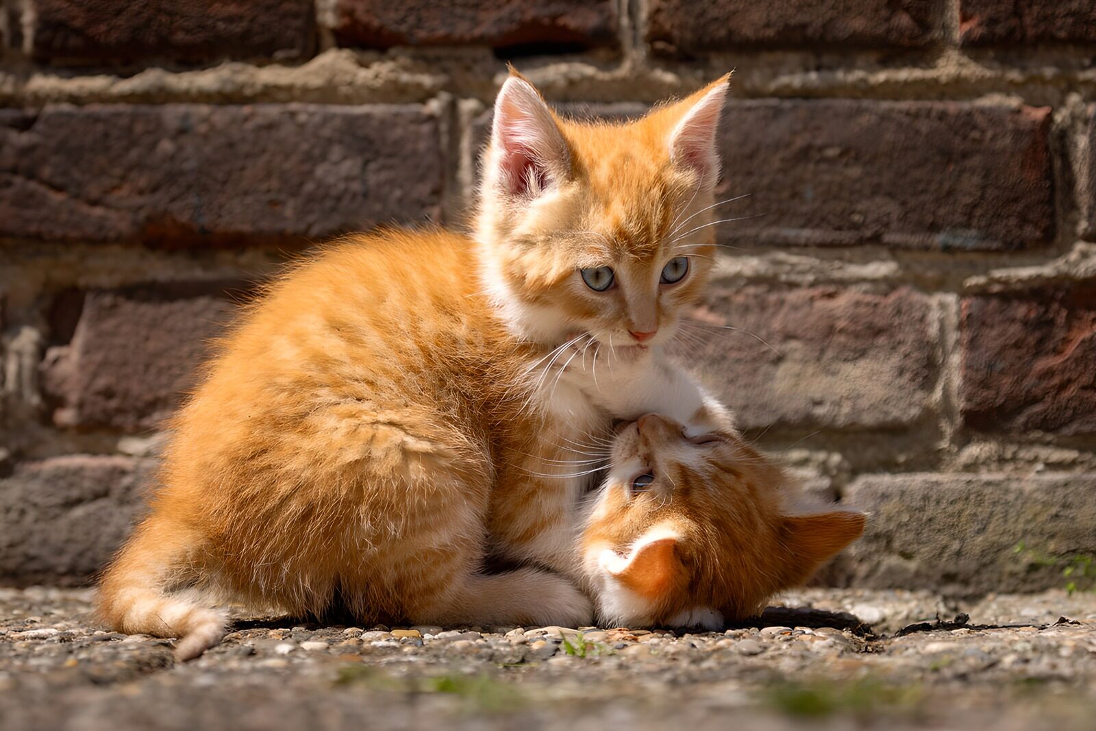 TP71007: Twee rode kittens