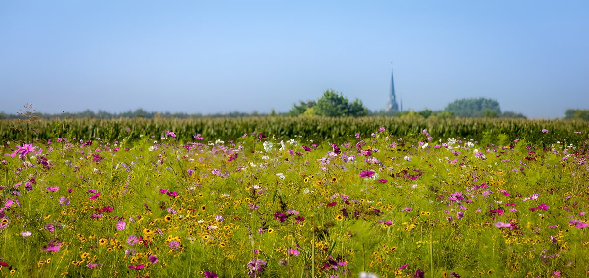 Kleurrijk Bloemenlandschap met Toren