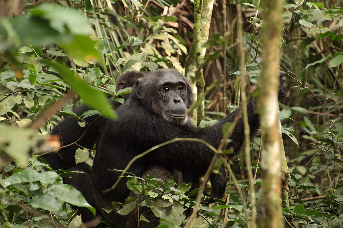 Chimpansee in zijn natuurlijke habitat