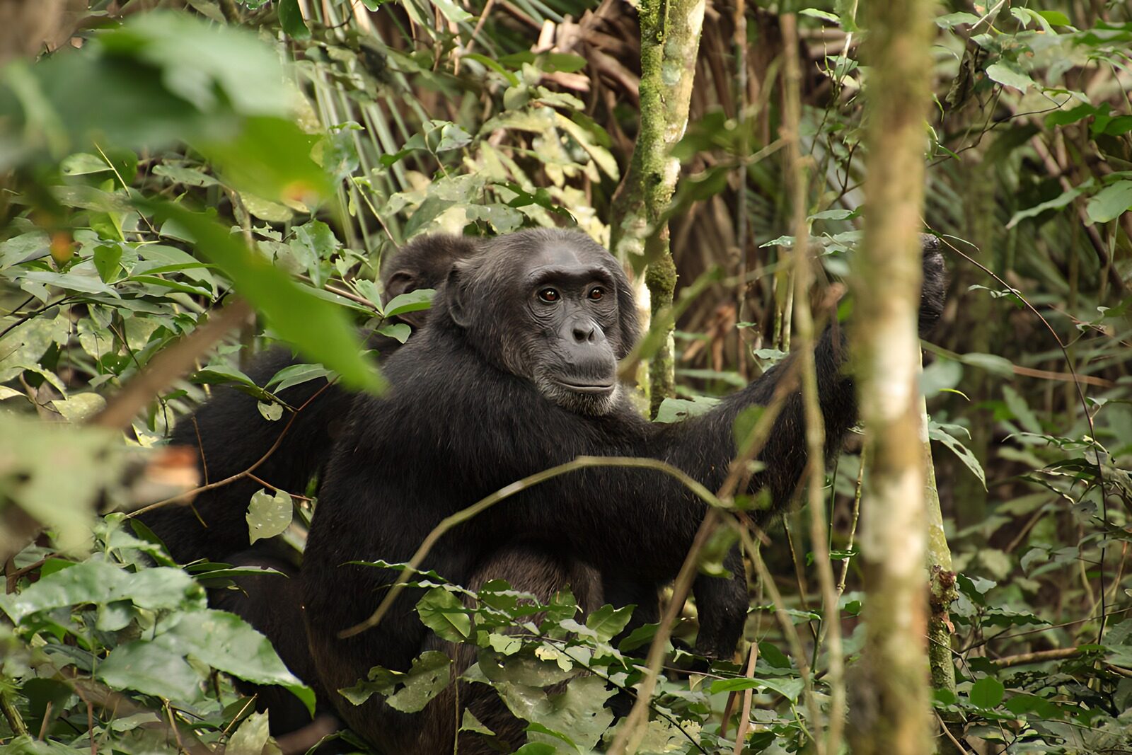 TP47870: Chimpansee in zijn natuurlijke habitat