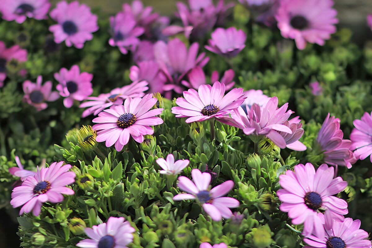 Ouderoze margrieten