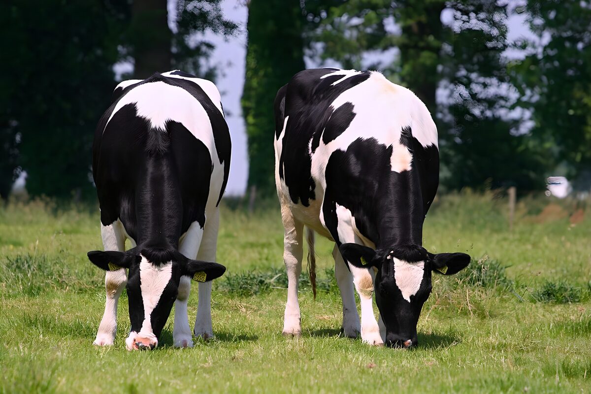 Twee Melkkoeien op Groene Weide