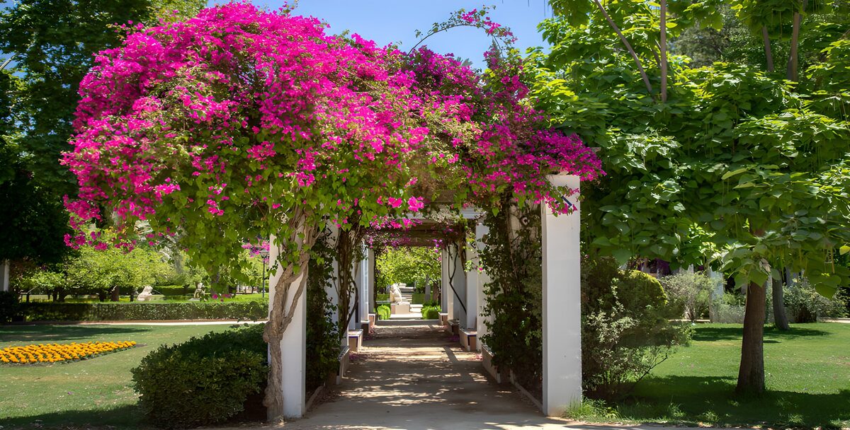 Pergola begroeid met Bougainville