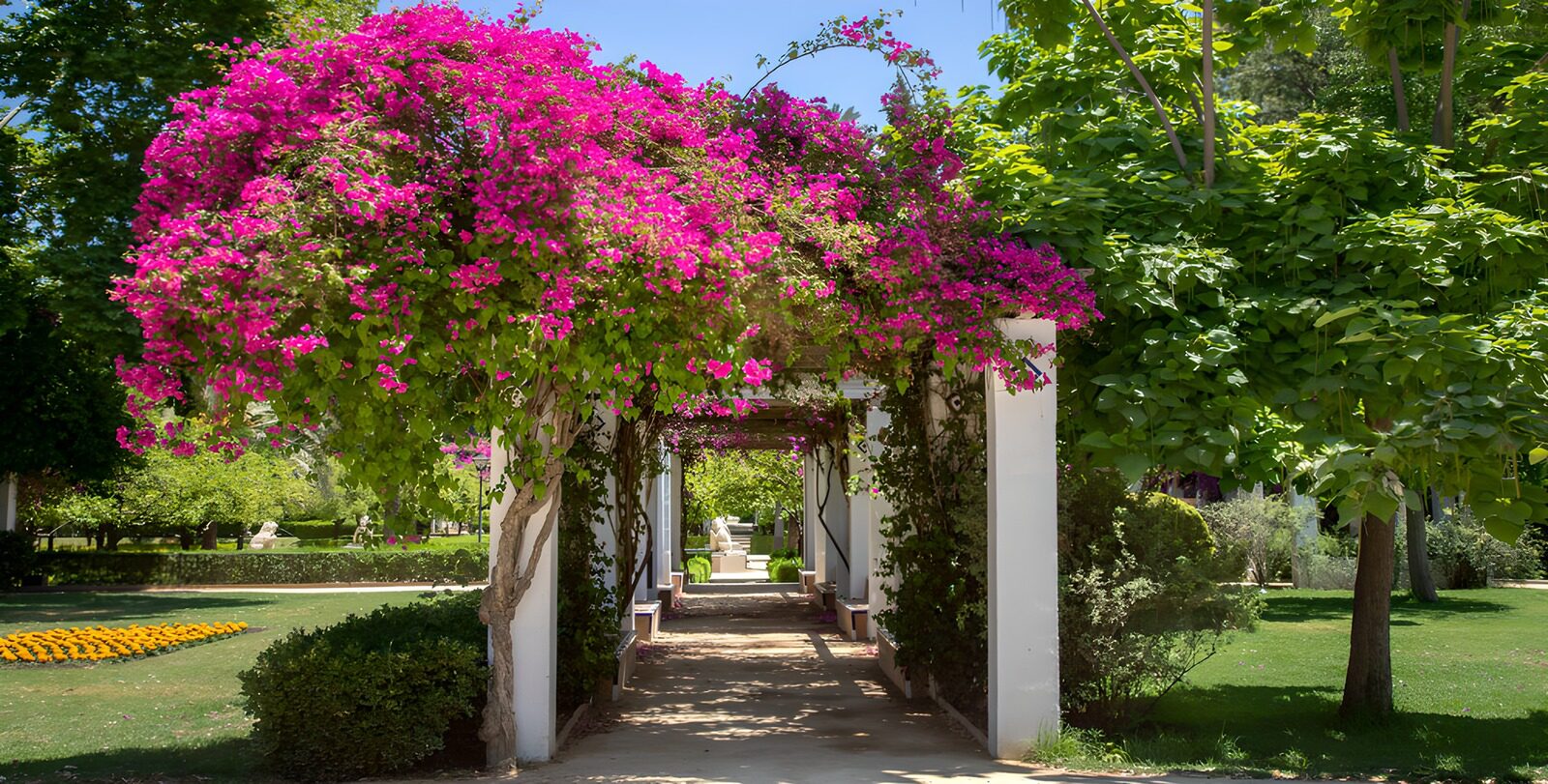 TP53039: Pergola begroeid met Bougainville