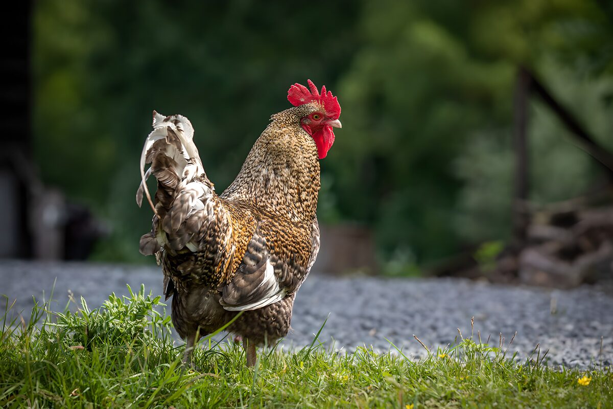 Trots staande hen in de natuur