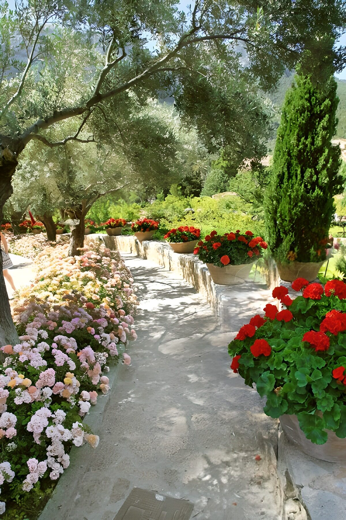 TP54628: Prachtige Bloementuin met Olijfbomen