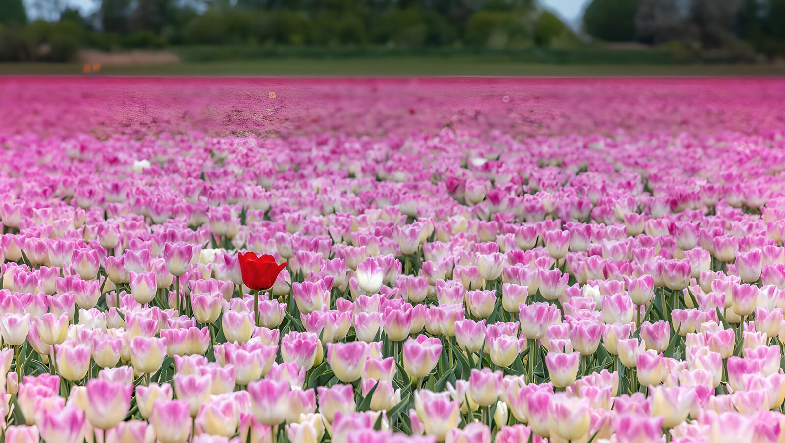 TP29742: Tulpenveld met een opvallende rode tulp