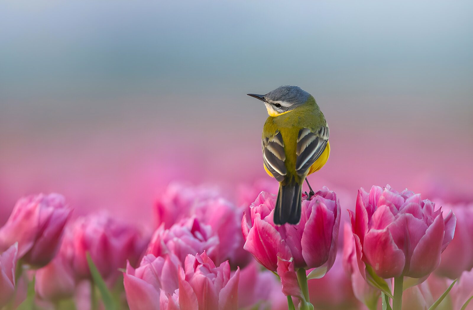 TP88635: Vogel tussen de tulpen