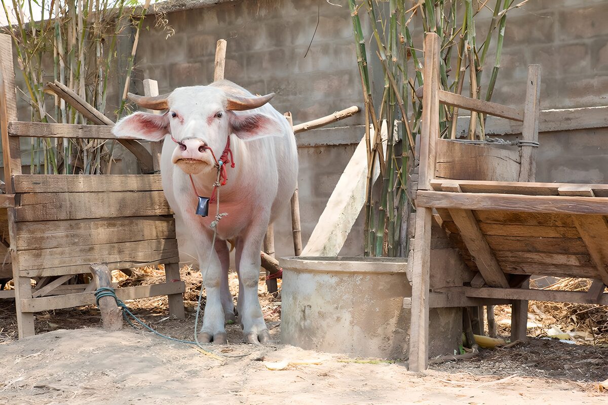 Albino buffel in Thailand op de boerderij