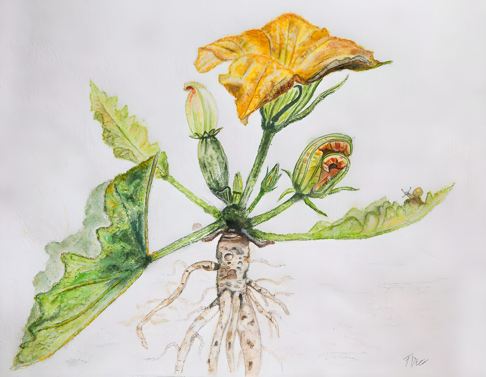 TP24556: Bloeiende courgetteplant met wortels
