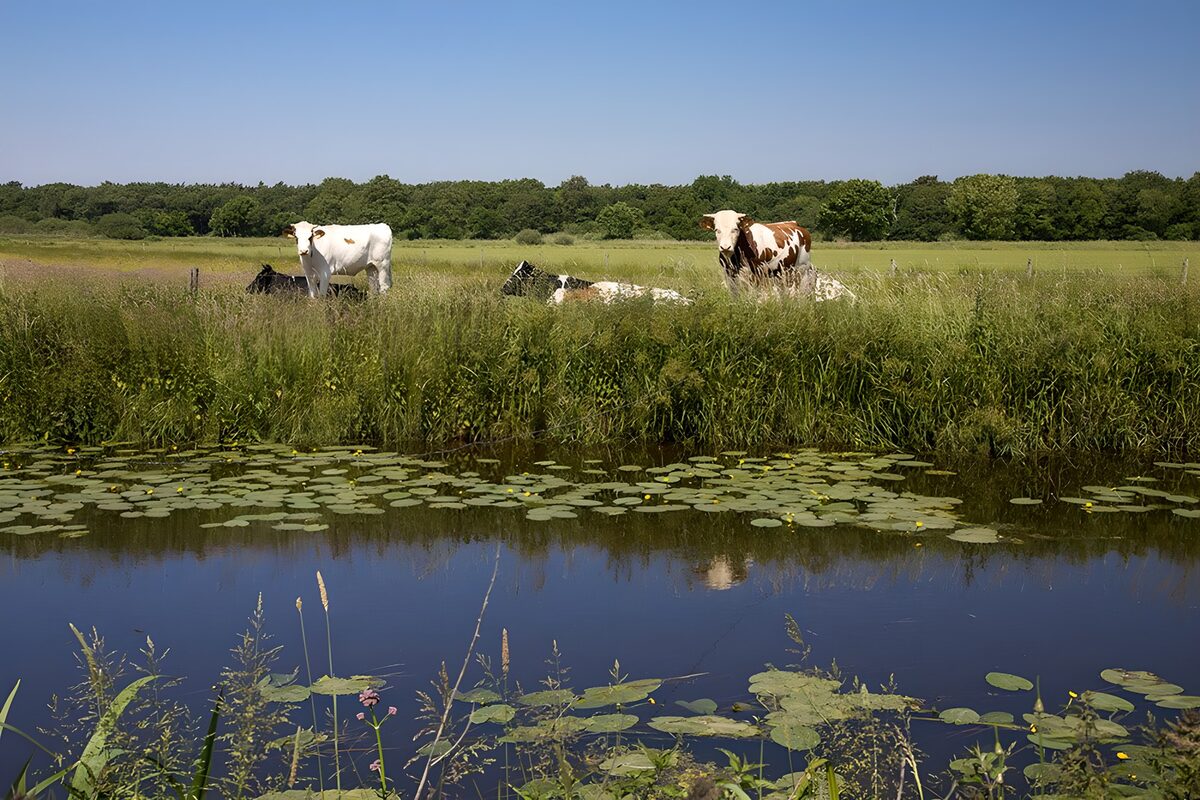 Koeien met uitkijk over vaart
