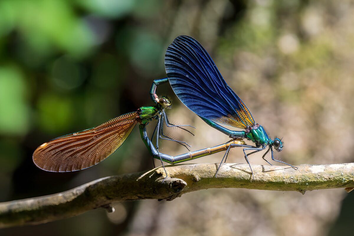 Paarende libellen in de natuur