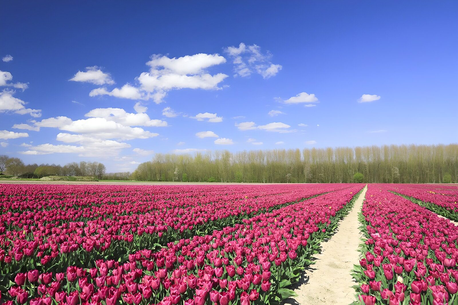 TP68020:  Tulpenveld in de lente