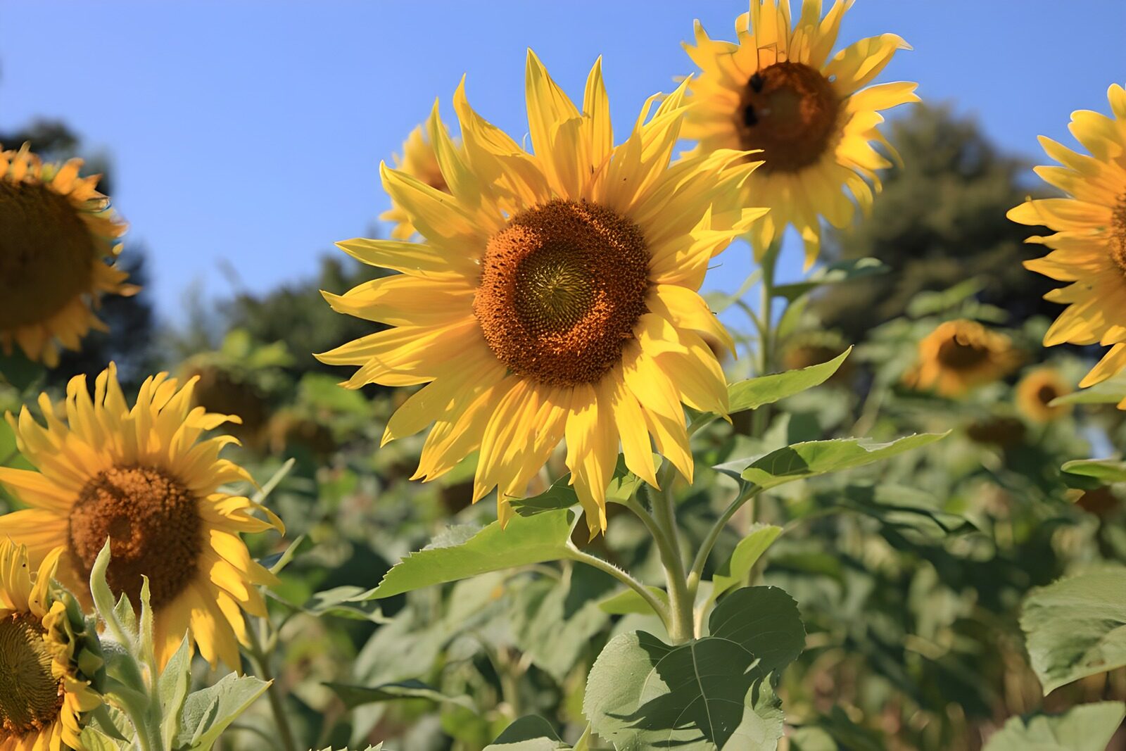 TP16754: Zomerlandschap met Zonnebloemen