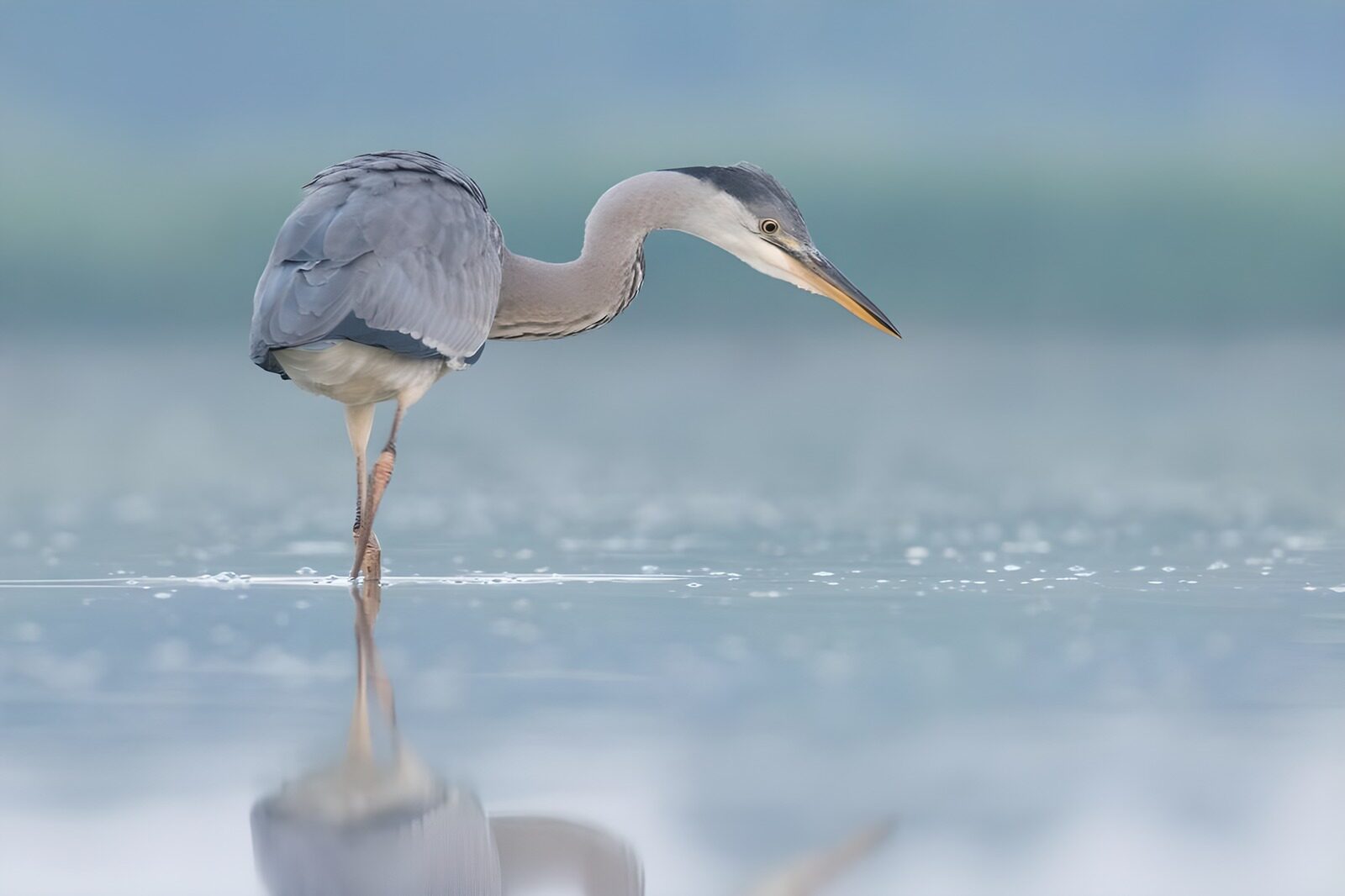 TP15323: Blauwe reiger in het rustige water