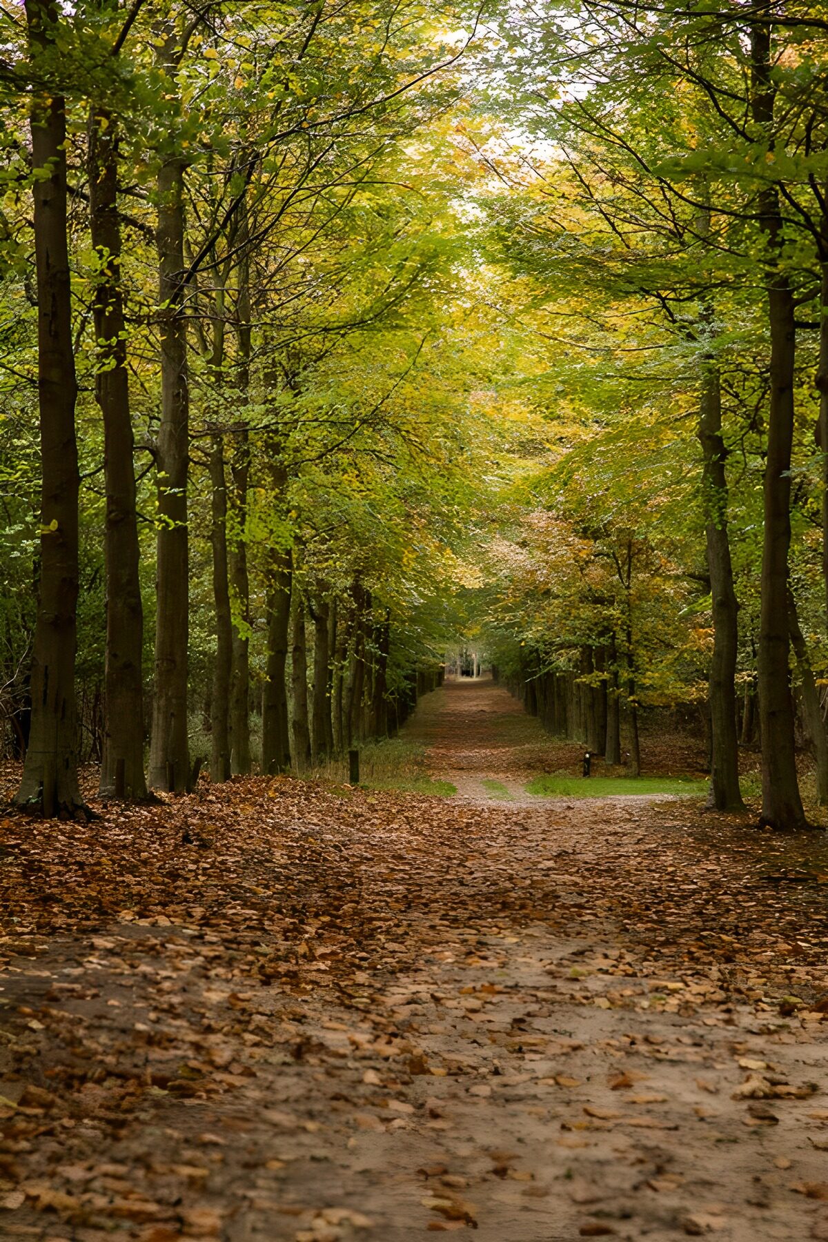 TP56593: Wanderpad door het herfstbos
