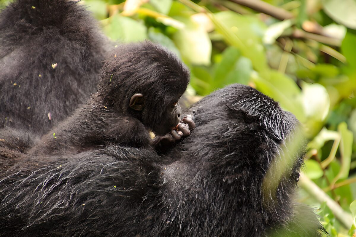 Knuffelende gorilla's in de natuur