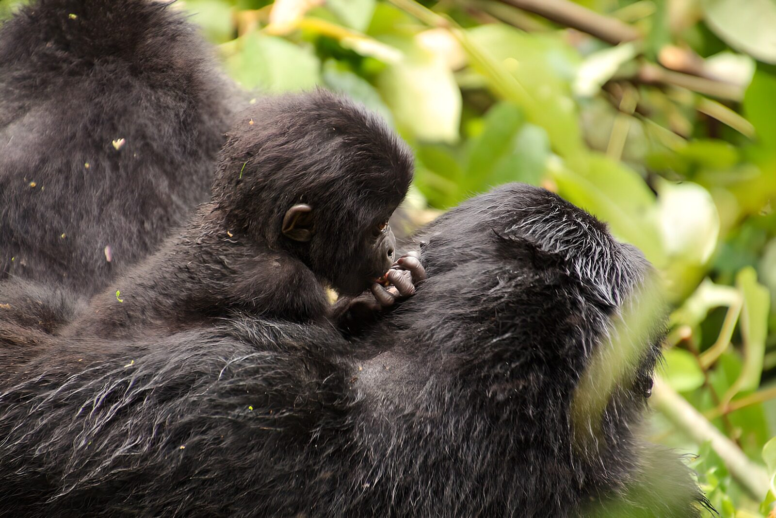 TP72189: Knuffelende gorilla's in de natuur