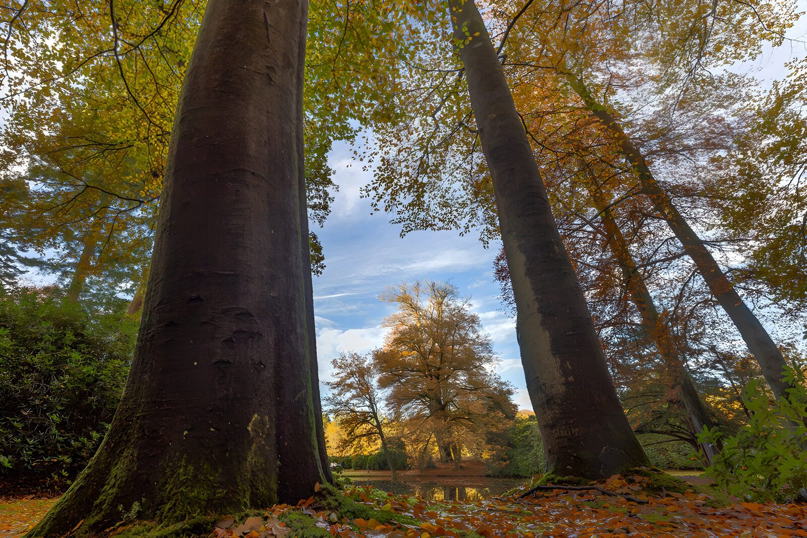 TP67327: Herfst in het bos