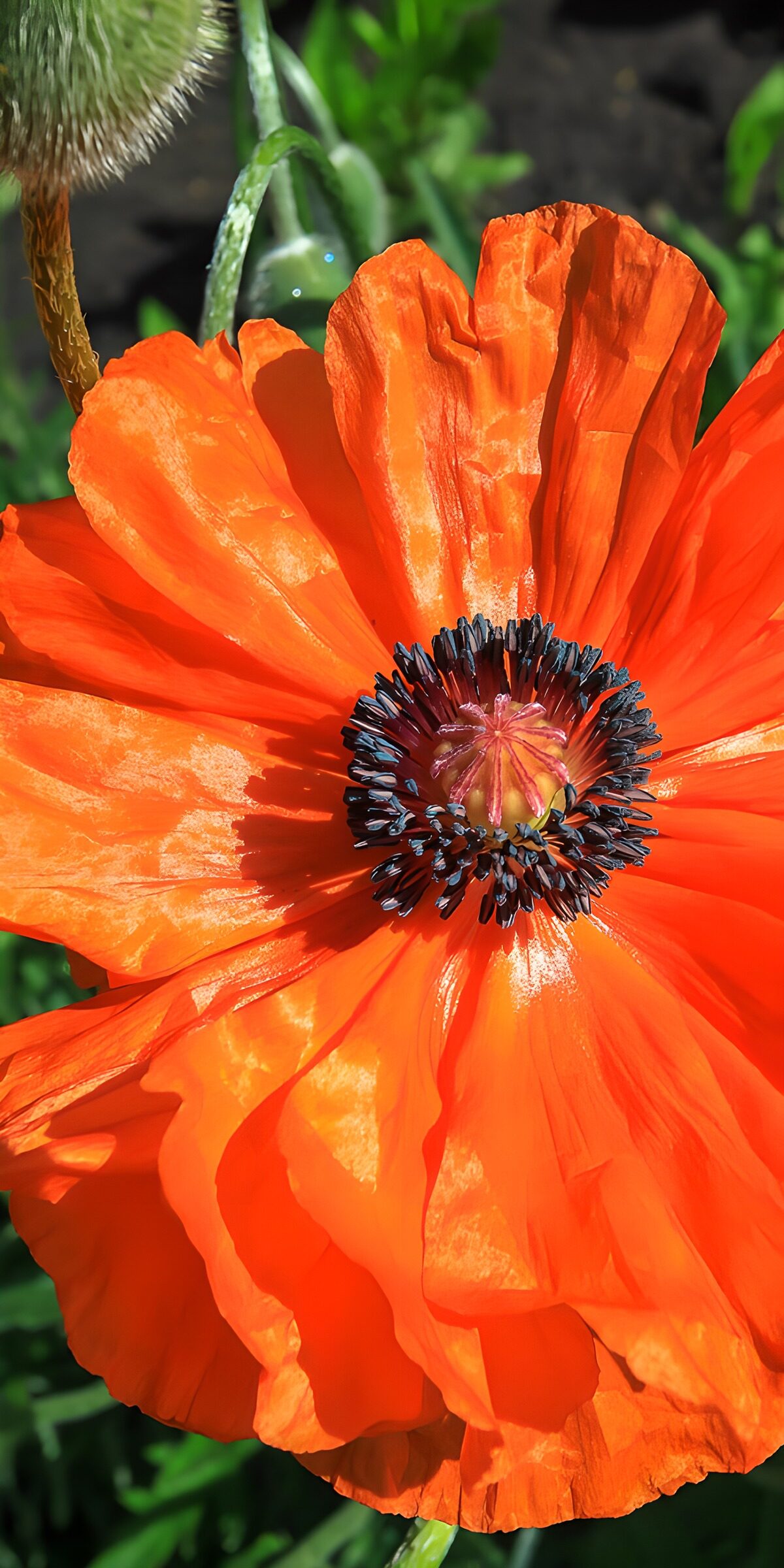 TP29156: Feloranje Klaprozenbloem