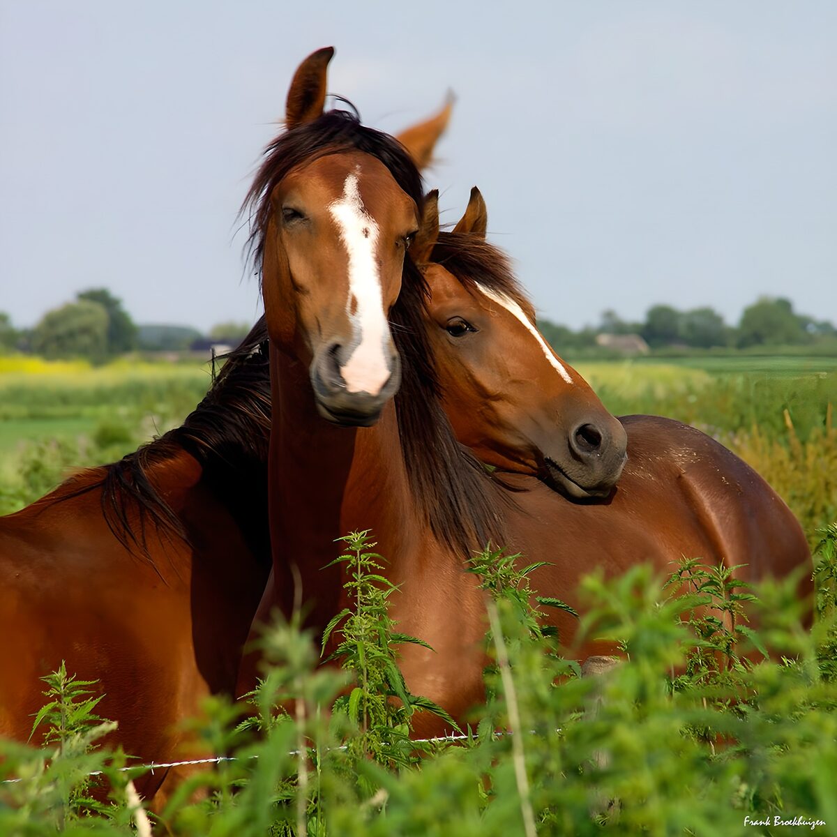 Vriendschap tussen twee paarden