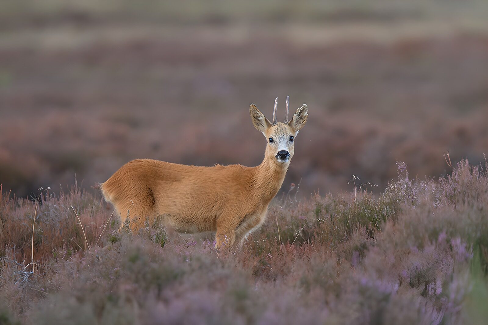 TP18759: Roebuck in Bloeiend Heidegebied