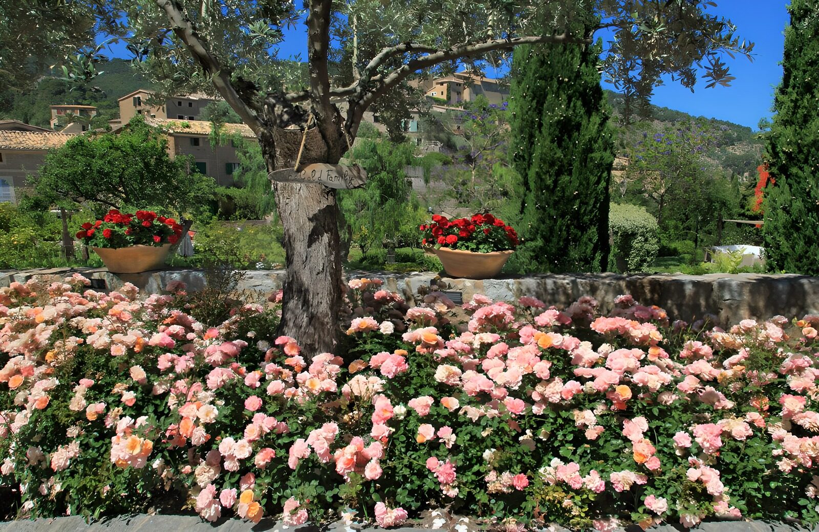 TP34306: Prachtige bloementuin met olijfbomen