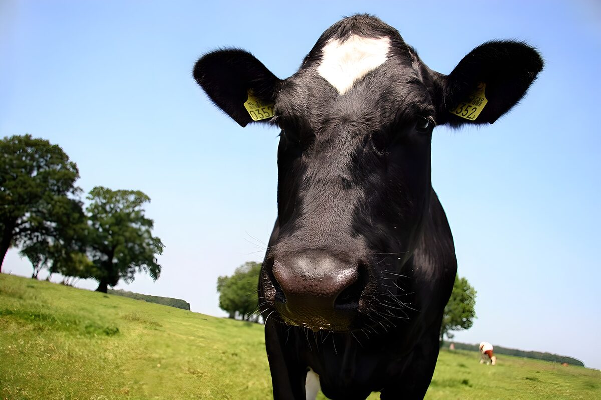 Blije koe in het groene veld