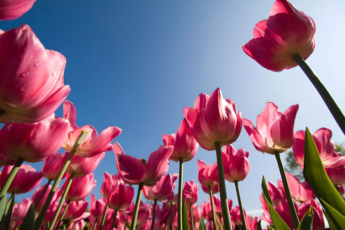 Bloemen foto 15