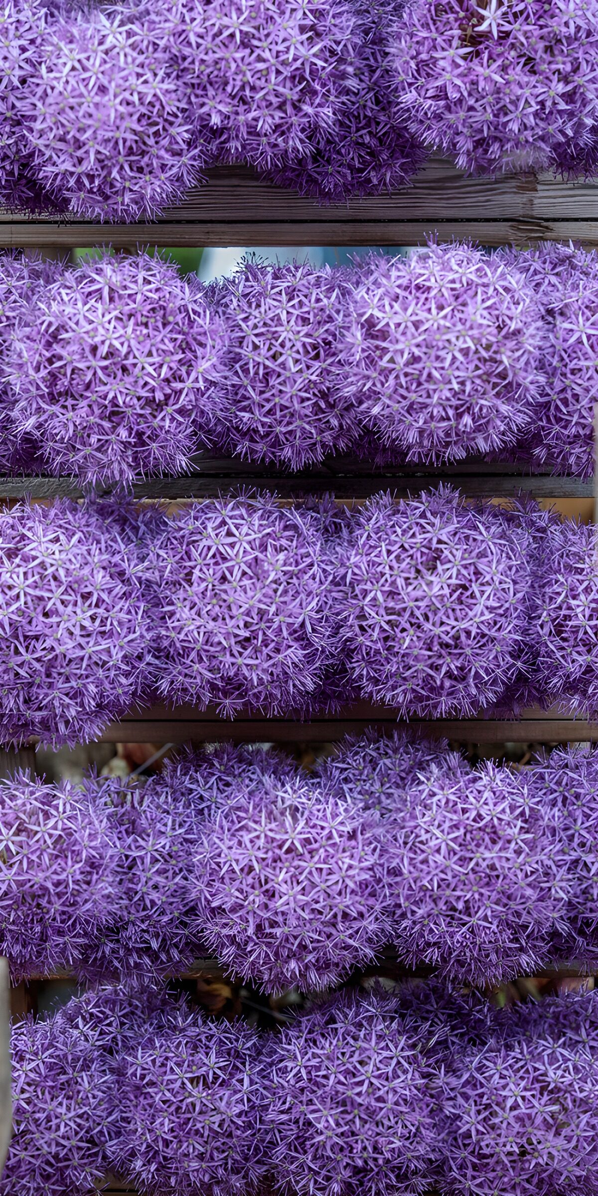 Allium sierui 1