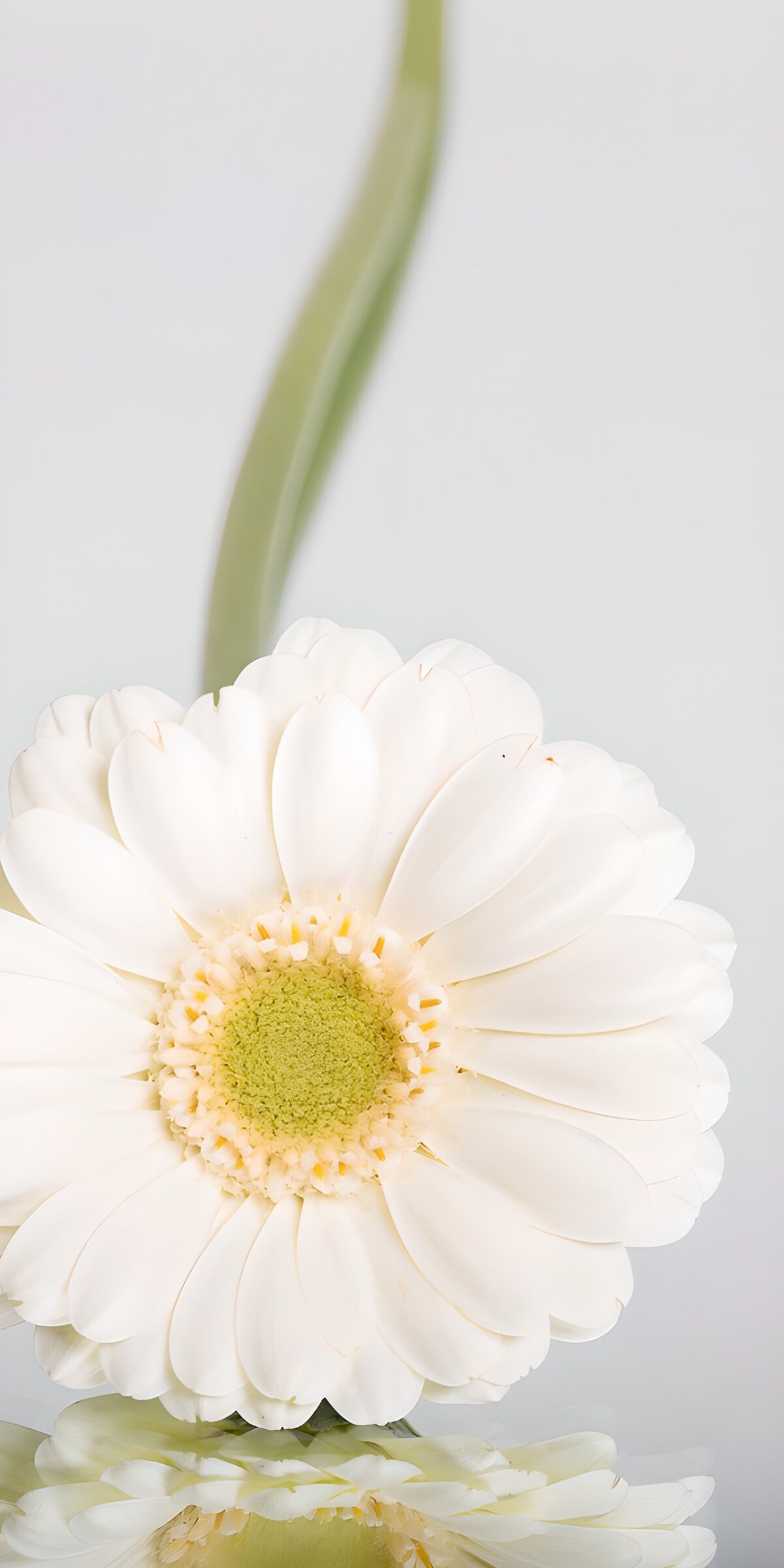 TP31643: Prachtige witte bloem met spiegeling