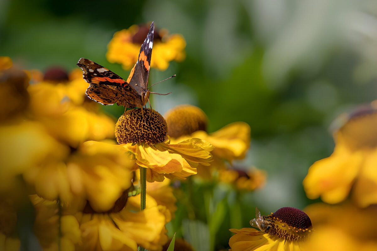 Vlinder op gele bloemen