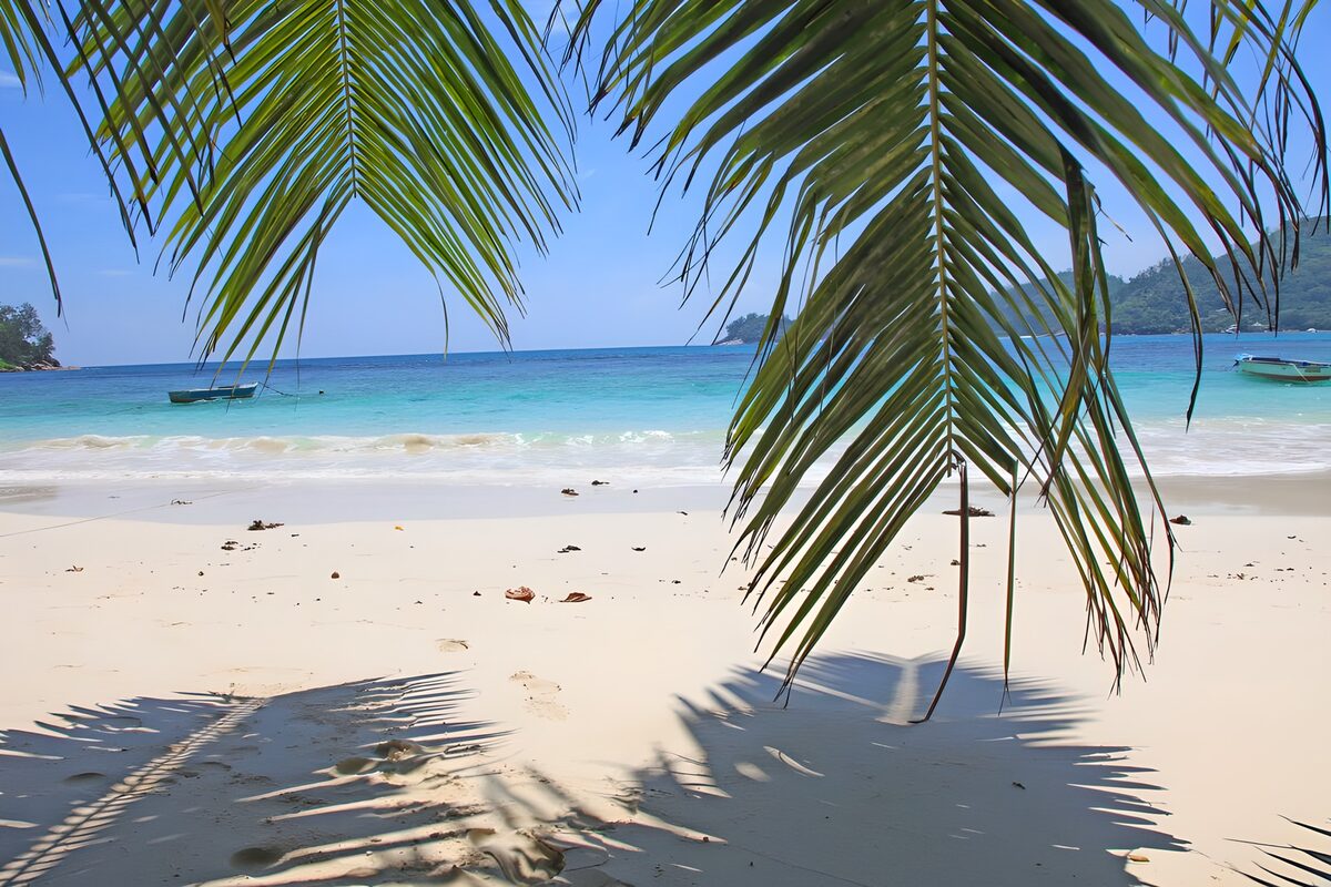 TP76697: Paradijselijk strand met palmbomen