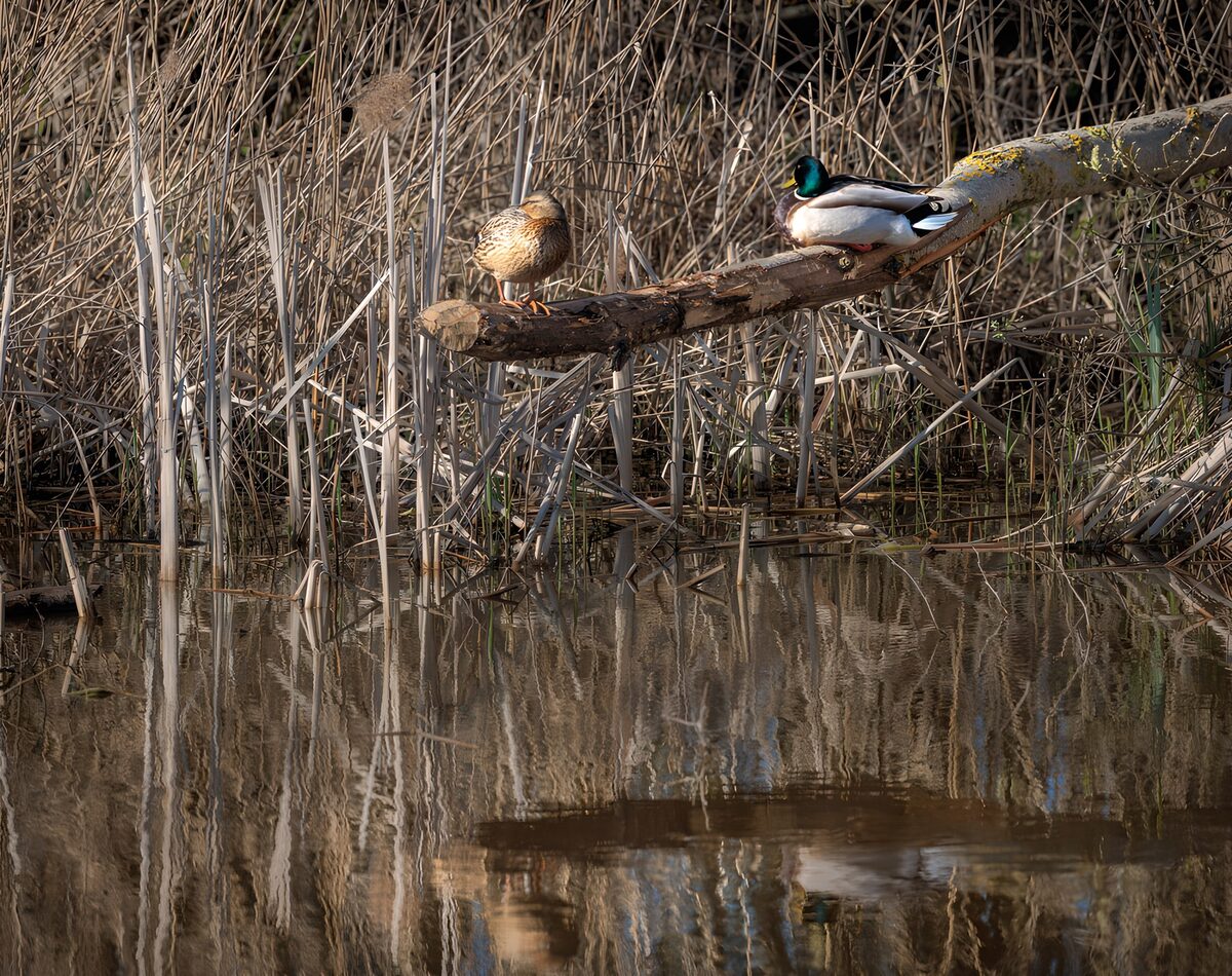 Elegante watervogels