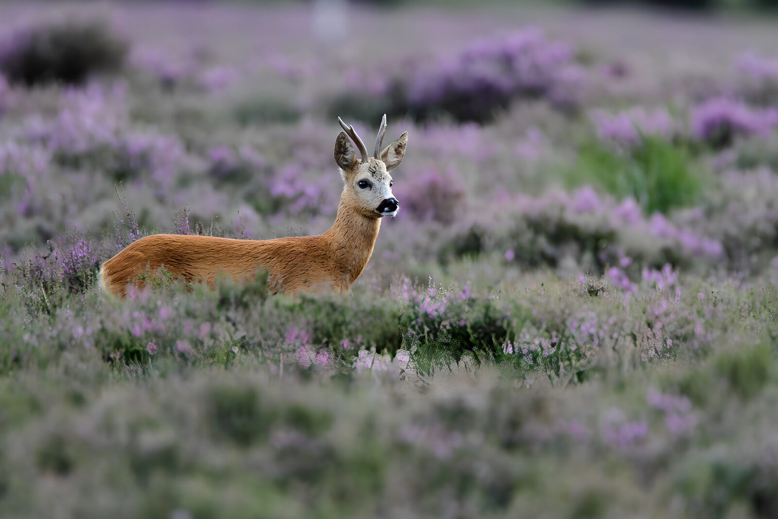 TP32041: Ree in bloeiende heide