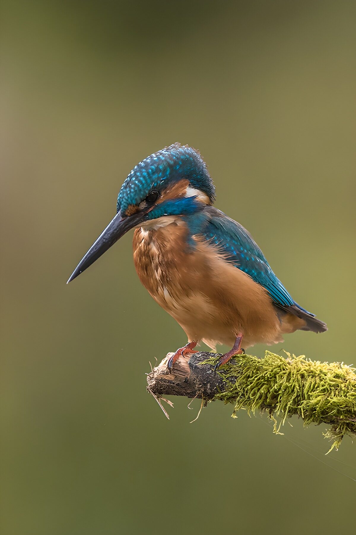 TP50245: Blauwe reiger op een tak