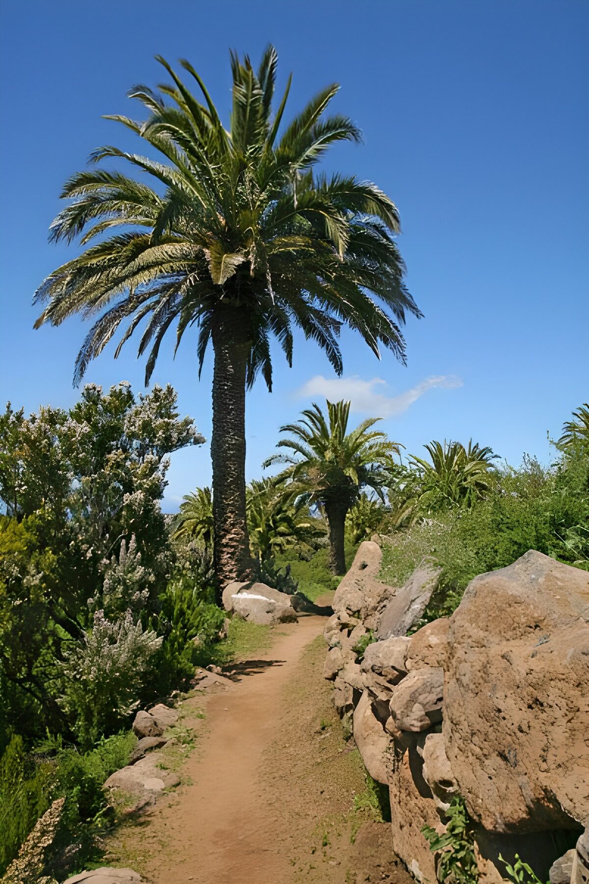 TP84956: La Gomera 40