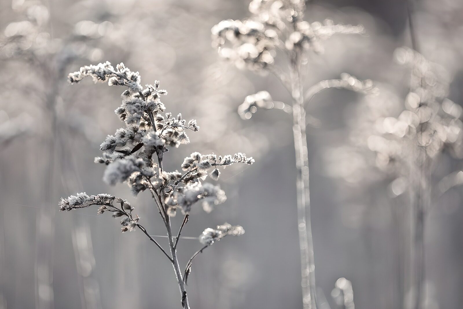 TP82852: Bevroren gras 