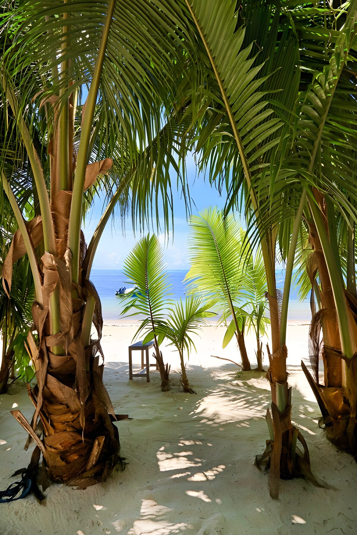 TP55713: Rustige kust met palmbomen